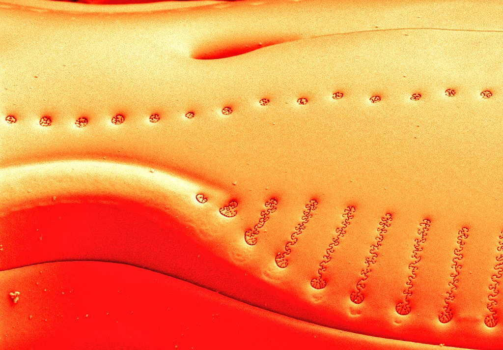 CarlosEWetzel's tweet photo. #Diploneis and its details...🔬 Brackish sample from northern Germany (#Hustedt material) #diatoms #Bacillariophyta (artificial colors inspired on earlier tweet by @DiatomsATTACK ) https://t.co/zidWXfNOYl