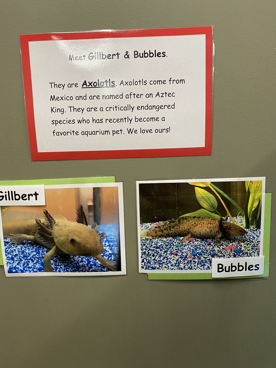 Highlands_ELEM's tweet photo. Meet the new HL students Gillbert and Bubbles! @PTOHighlands @edinaschools https://t.co/fUh3TyXSUZ