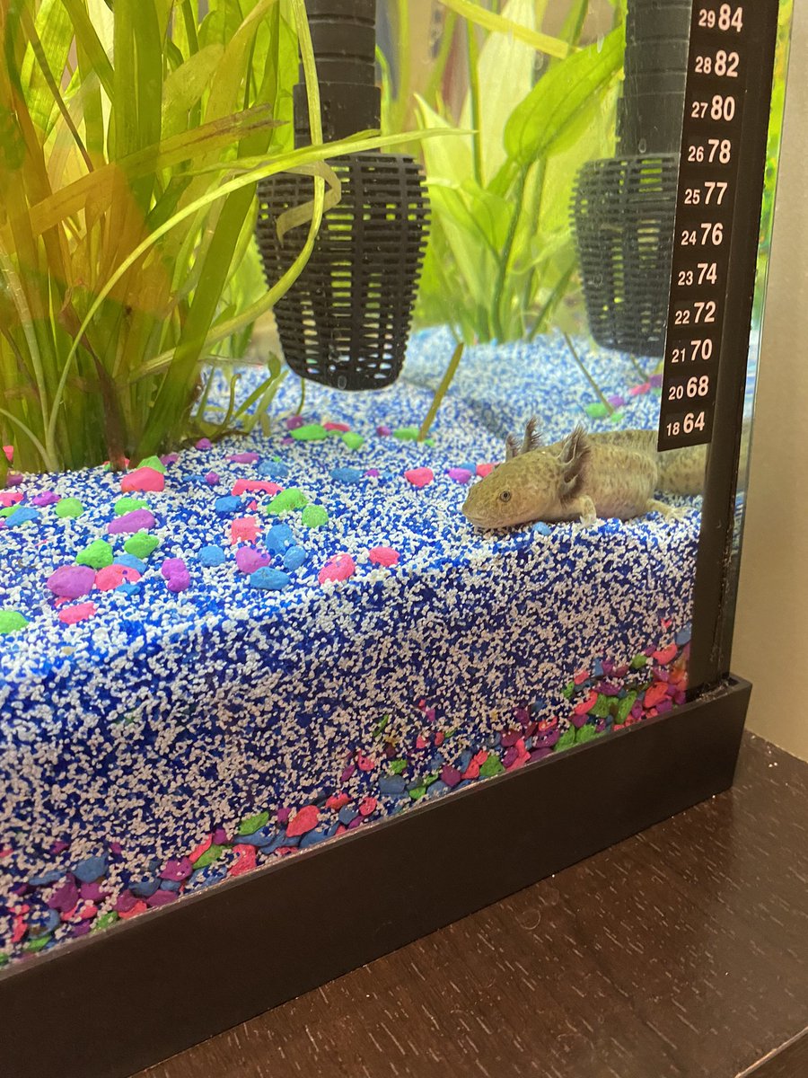 Highlands_ELEM's tweet photo. Meet the new HL students Gillbert and Bubbles! @PTOHighlands @edinaschools https://t.co/fUh3TyXSUZ