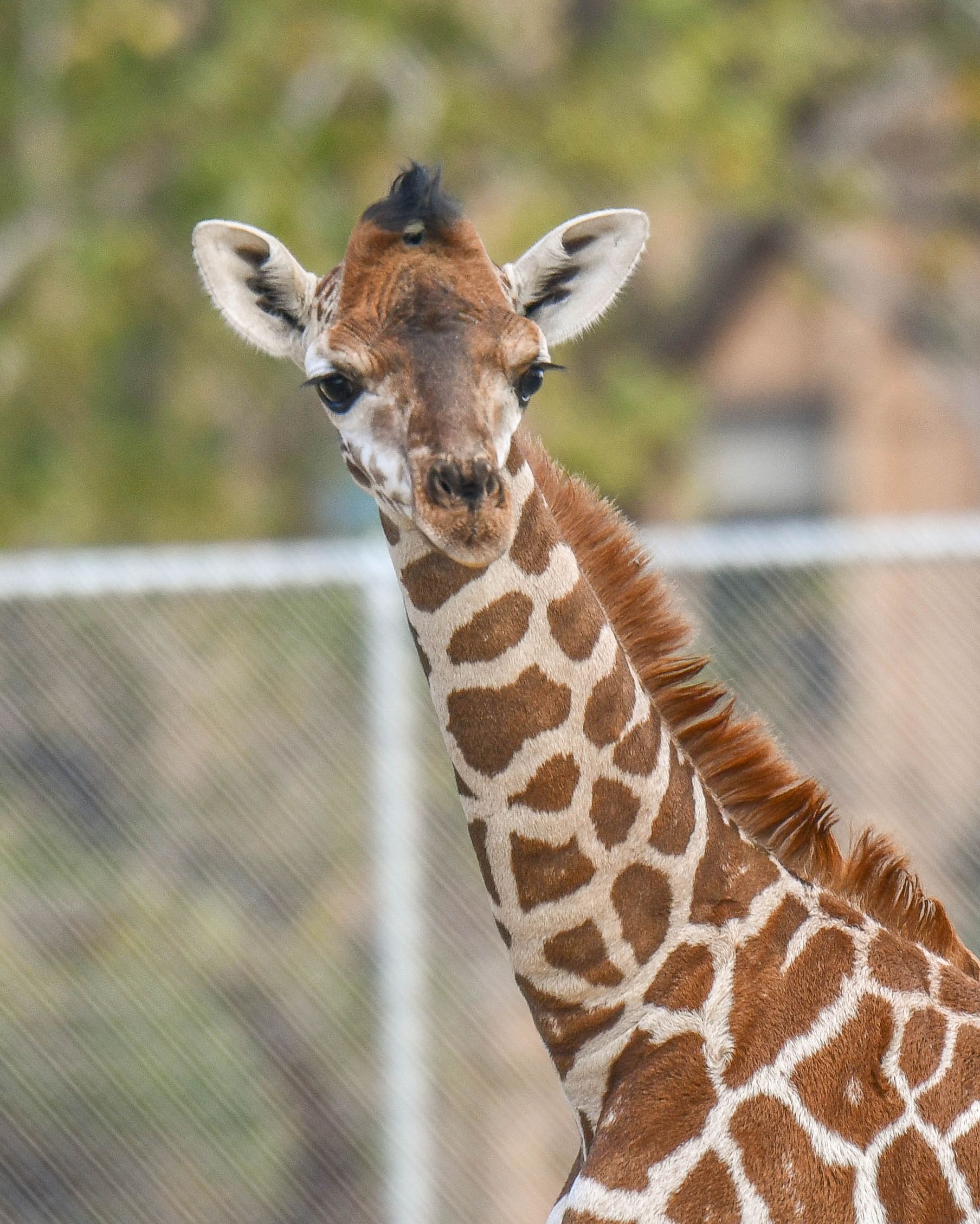 Oklahoma City Zoo and Botanical Garden on Twitter: "Here she is... Njeri!  The OKC Zoo is thrilled to announce that its new giraffe calf has a name-  Njeri which means warrior. We