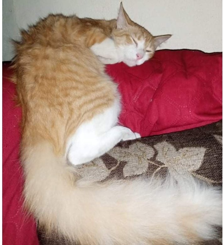 AlertaMePerdi's tweet photo. #PERDIDO #GUAYAQUIL
Nombre: #SIRGREGORY
Fecha: 04/10/21
Sector: Norte, Sauces 3 Mz 120
Sexo: Macho.
Raza: Mestizo.
Obsv.: Amarillo con blanco, peludo, cola de Angora, esterilizado.
Contacto: 0963816609
¡Ayúdalo a volver con su familia!
#AlertaMePerdí https://t.co/OqQUtQrv5I
