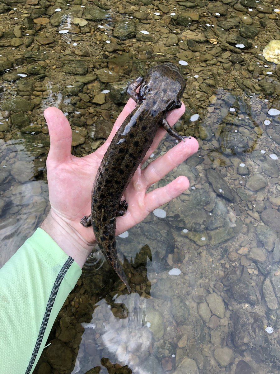 Mudpuppy Love tweet media