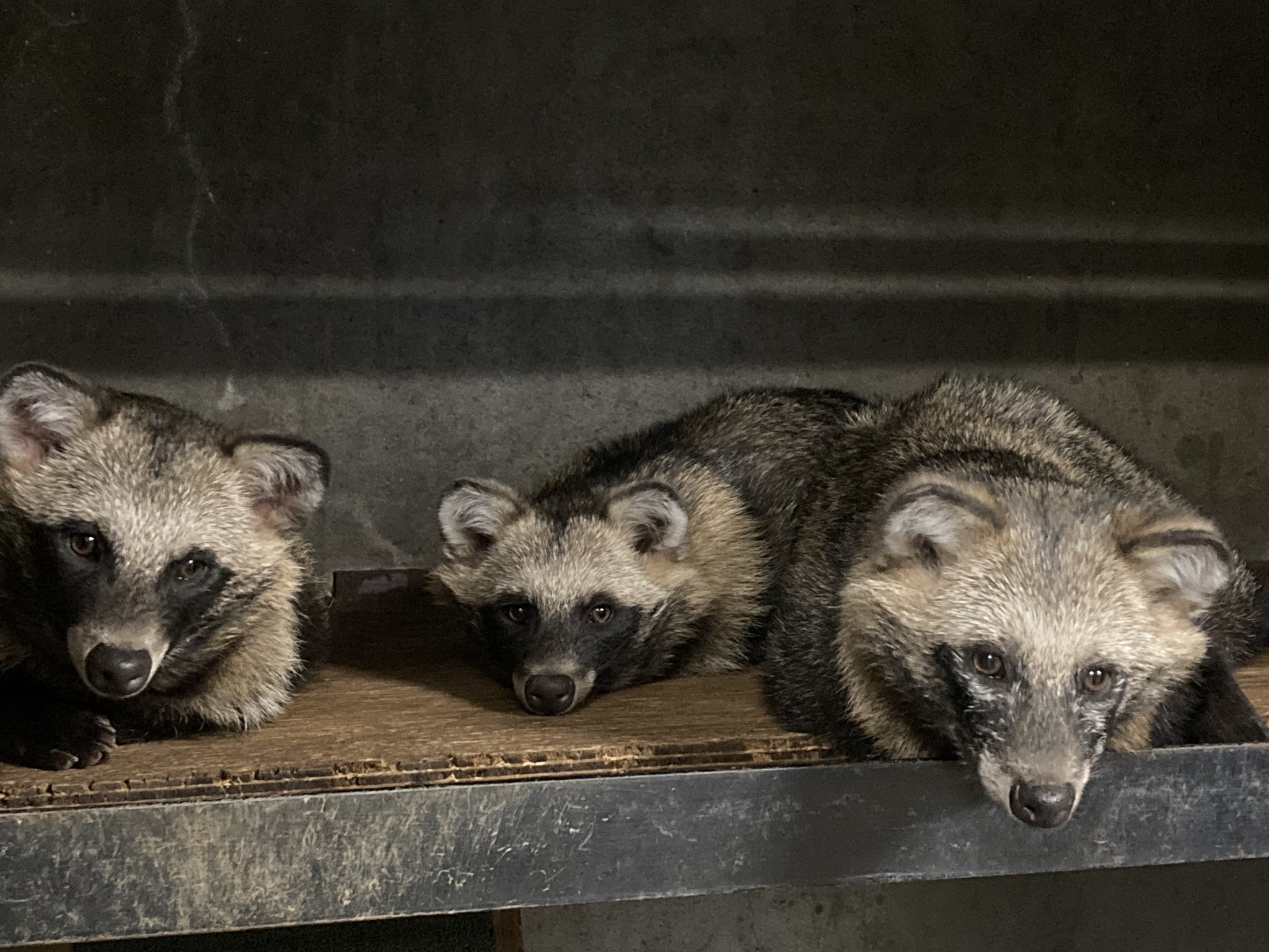 天王寺動物園［公式］ on X: 