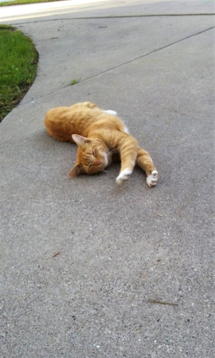 MadamSarcastra's tweet photo. In an interesting turn, #Noochie is starting to trust me, & is interacting! ๐ฎ
It ate food I put out while I took care of bird/squirrel stuff in backyard, when I returned it looked right @ me & mewed! ๐ฅบ๐ 1st vocalization!
It let me sit 2 feet away!
It did cute shit like ๐๐ https://t.co/kiAobxI0hq