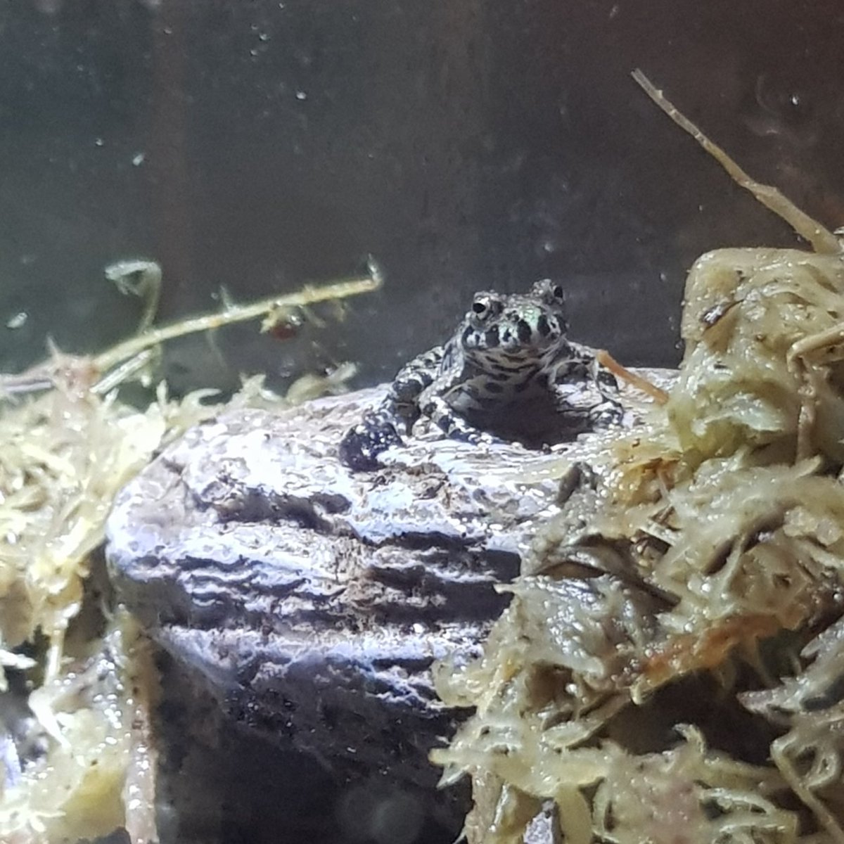 Started keeping frogs a few months back too, there's so much shit I need to share from the social media hiatus.

This is one of my tiny chonks, name is Thor. Was once the size of my pinky-fingernail, now the size of my thumb. A sweet boi. https://t.co/lqM9Wz8Ehk