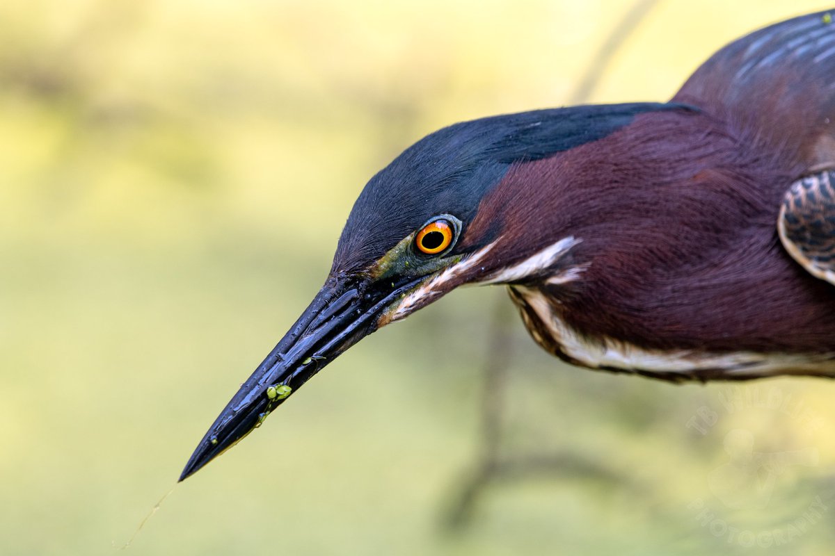 TB Wildlife Photography tweet media