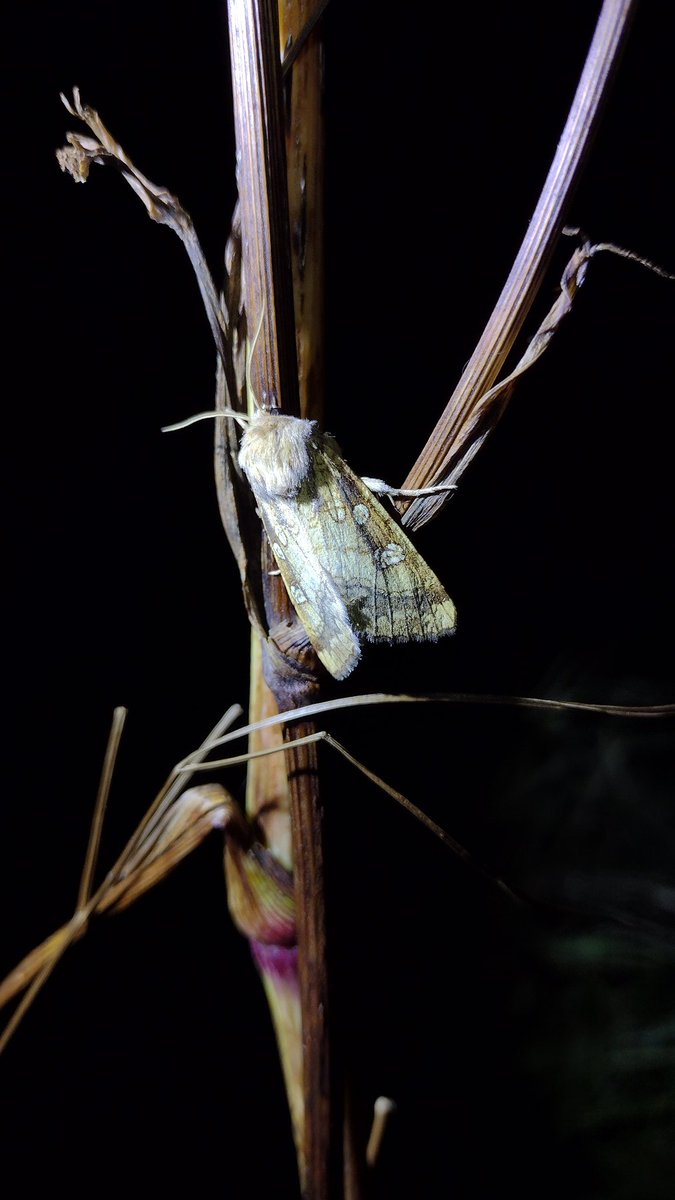 Great day with @savebutterflies Kent #MagnificentMoths project colleagues & @sibilatrix. So good to meet up & they brought cake - Brimstone moth themed! Ended the evening surveying for Fisher's Estuarine Moth, fabulous 😁 @HeritageFundUK @BCKentBranch