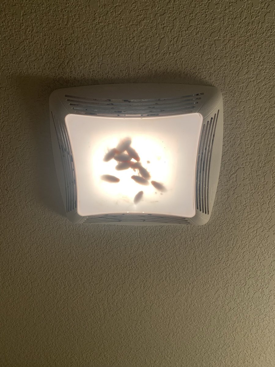 Maybe this will get their attention. I need maintenance asap😡

 <a href="/CopperBeech_ECU/">Copper Beech</a>