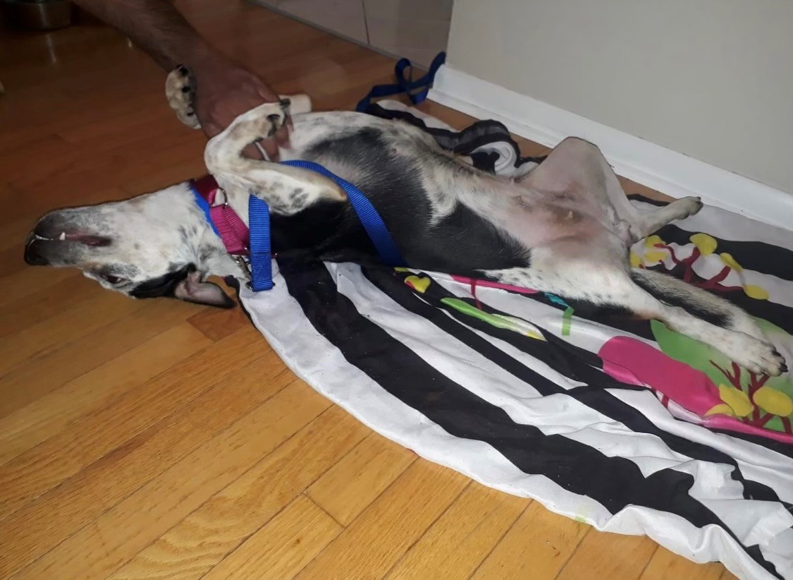 Canine Cartel tweet media