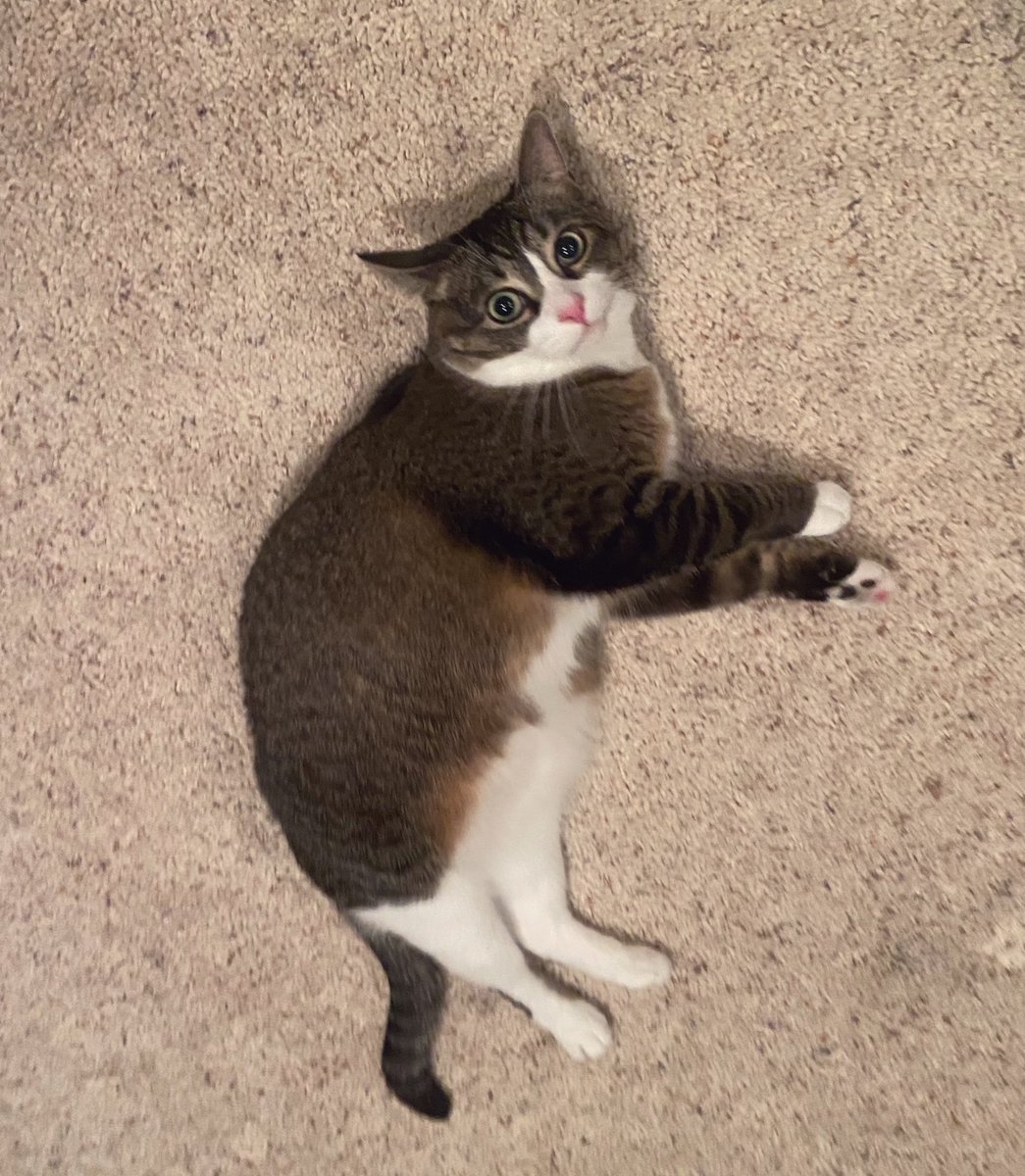 CokeZeroCat's tweet photo. well,   
i lost Gontrol. ,  abit.  , 🍃 https://t.co/jeoAx9fPCC