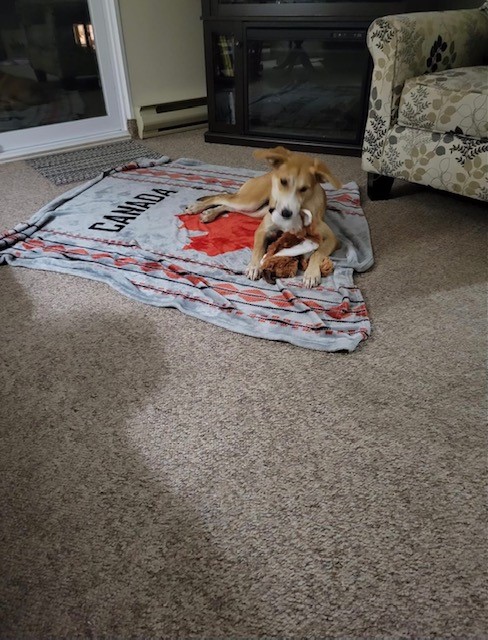 Canine Cartel tweet media