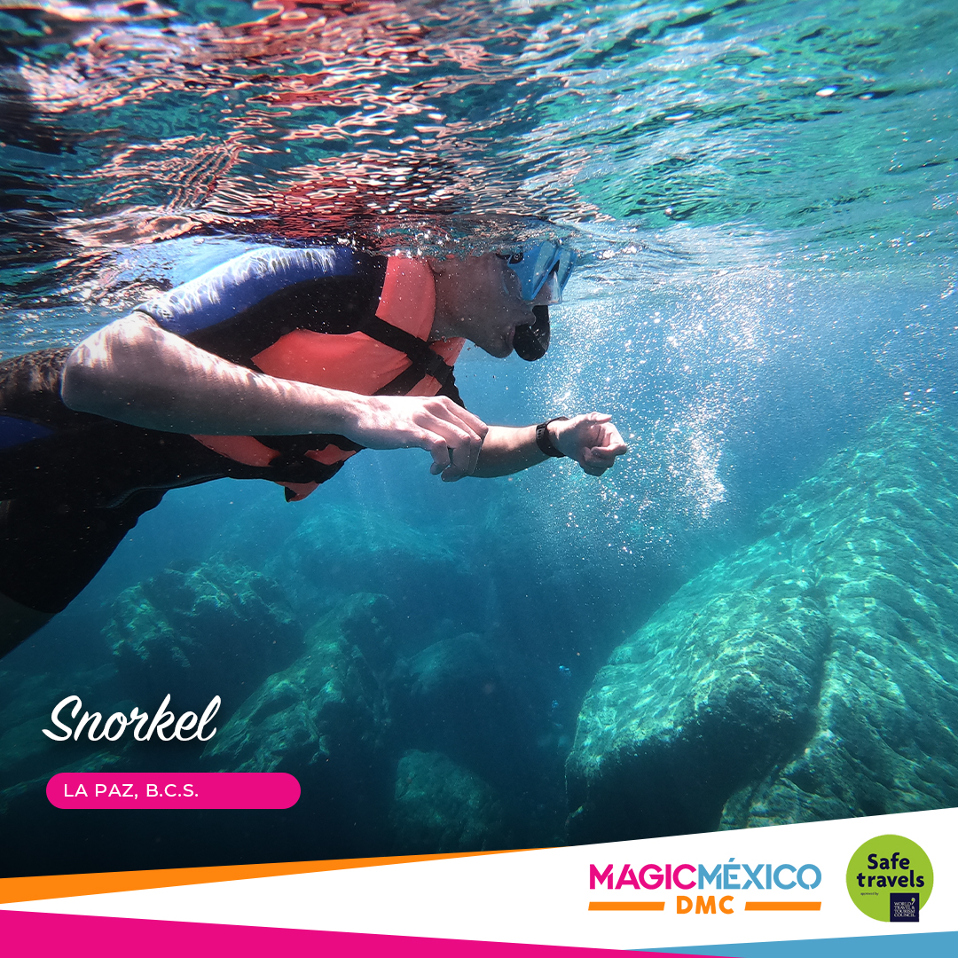 MagicMexicoDMC's tweet photo. Recorrido al centro histórico de La Paz, viaje a la Granja de perlas con visita al laboratorio, interacción con métodos del cultivo de una perla 🔬📿🚐

Y practica Snorkel en arrecife playa Pichilingue🤿🌊

📲Sigue: @magicmexicodmc 

#tours #snorkel #ViveloConMagicMéxicoDMC https://t.co/oM6L0ud11S