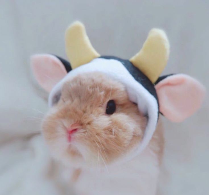 RabbitEveryHour's tweet image. 