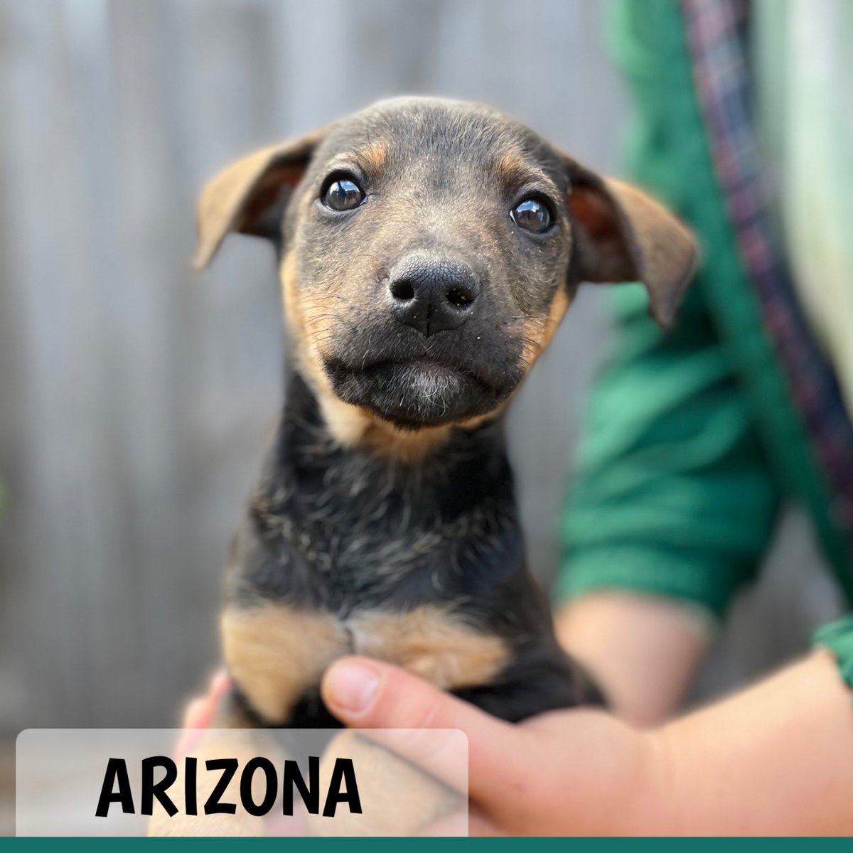 TEARSwelfare's tweet image. #adoptapuppy Meet our adorable squishy wishy, cuddly puppies up for adoption...
Pups are about 7 weeks old and from the same breed... There are quite a few puppies with us, so we are also in need of foster homes. Check them out tears.org.za/dogs/