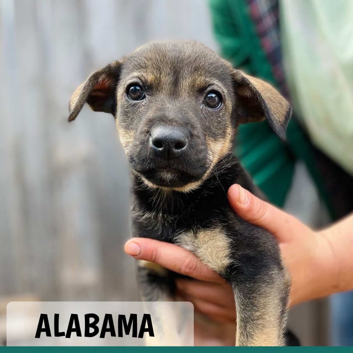 TEARSwelfare's tweet image. #adoptapuppy Meet our adorable squishy wishy, cuddly puppies up for adoption...
Pups are about 7 weeks old and from the same breed... There are quite a few puppies with us, so we are also in need of foster homes. Check them out tears.org.za/dogs/