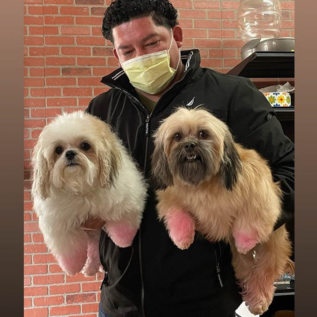 find nearest pet store