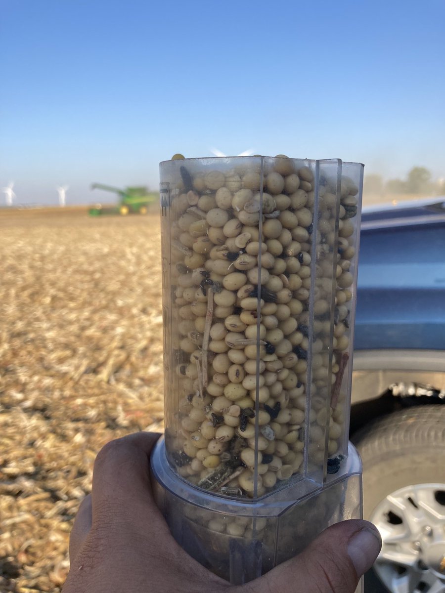 This is how you take 70bu beans to 60bu real fast! #whitemold #soybeans #harvest2021