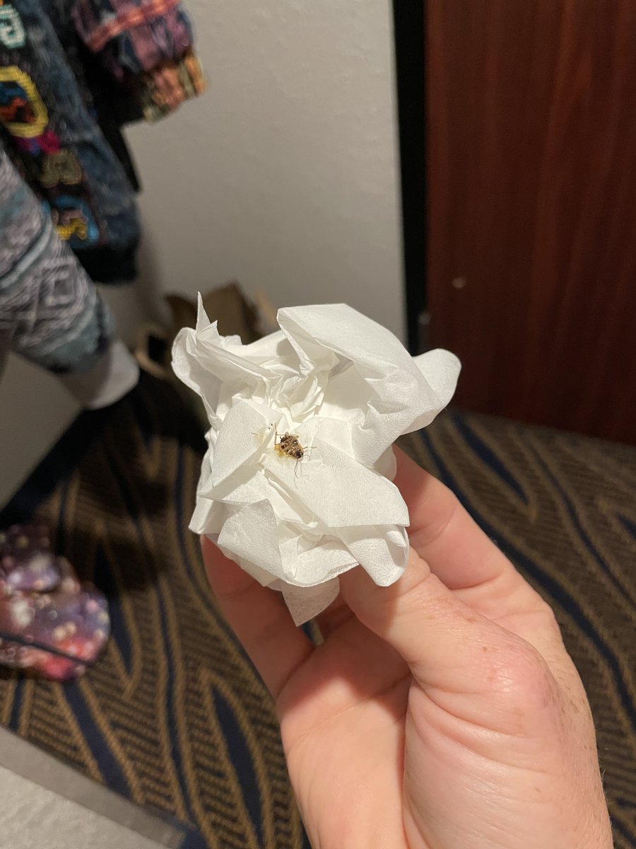 LABugLady's tweet photo. @ChoiceHotels but wait...there's more! this is beyond unacceptable but hey, as long as franchisees keep paying their fees no problem, #amiright?
#traveling #roachmotel #notquality #midvaleut
@TravelLeisure time for some investigative reporting into the franchise side of hotels/motels maybe? https://t.co/JAPnUfZAEm