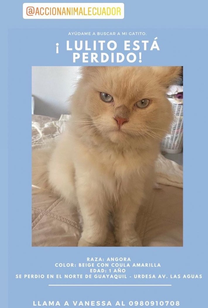 AlertaMePerdi's tweet photo. #PERDIDO #GUAYAQUIL 
Nombre: #LULITO
Fecha: 02/10/21
Sector: Norte, Av. Las Aguas lubricadora Omar.
Sexo: Macho.
Raza: Angora.
Obsv.: Blanco con la cola amarilla, lanudito 
Contacto: 0980910708
¡Ayúdalo a volver con su familia!
#AlertaMePerdí https://t.co/4nDZpPydeF