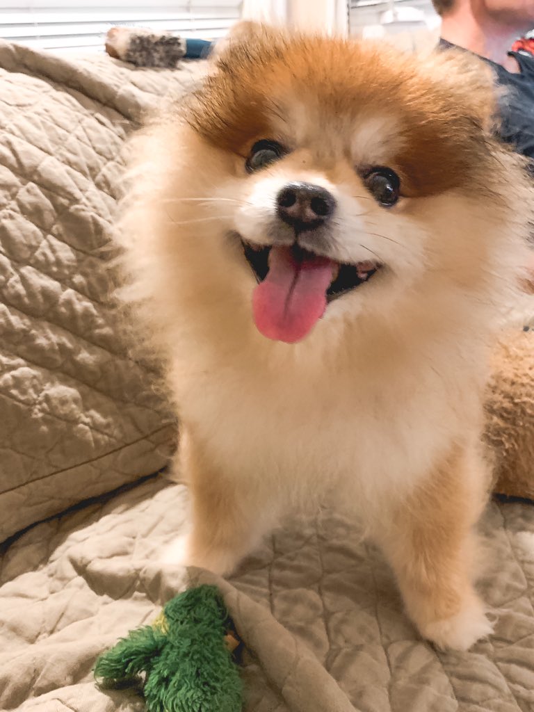 FierceOkatu's tweet photo. Who’s a good boy??? 💖🐶💖
#HugoThePom #Pomeranian https://t.co/jP1jb6s9hV