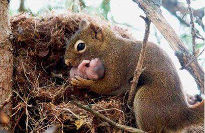 Squirrels are actually very kind to each other and will adopt abandoned baby squirrels.