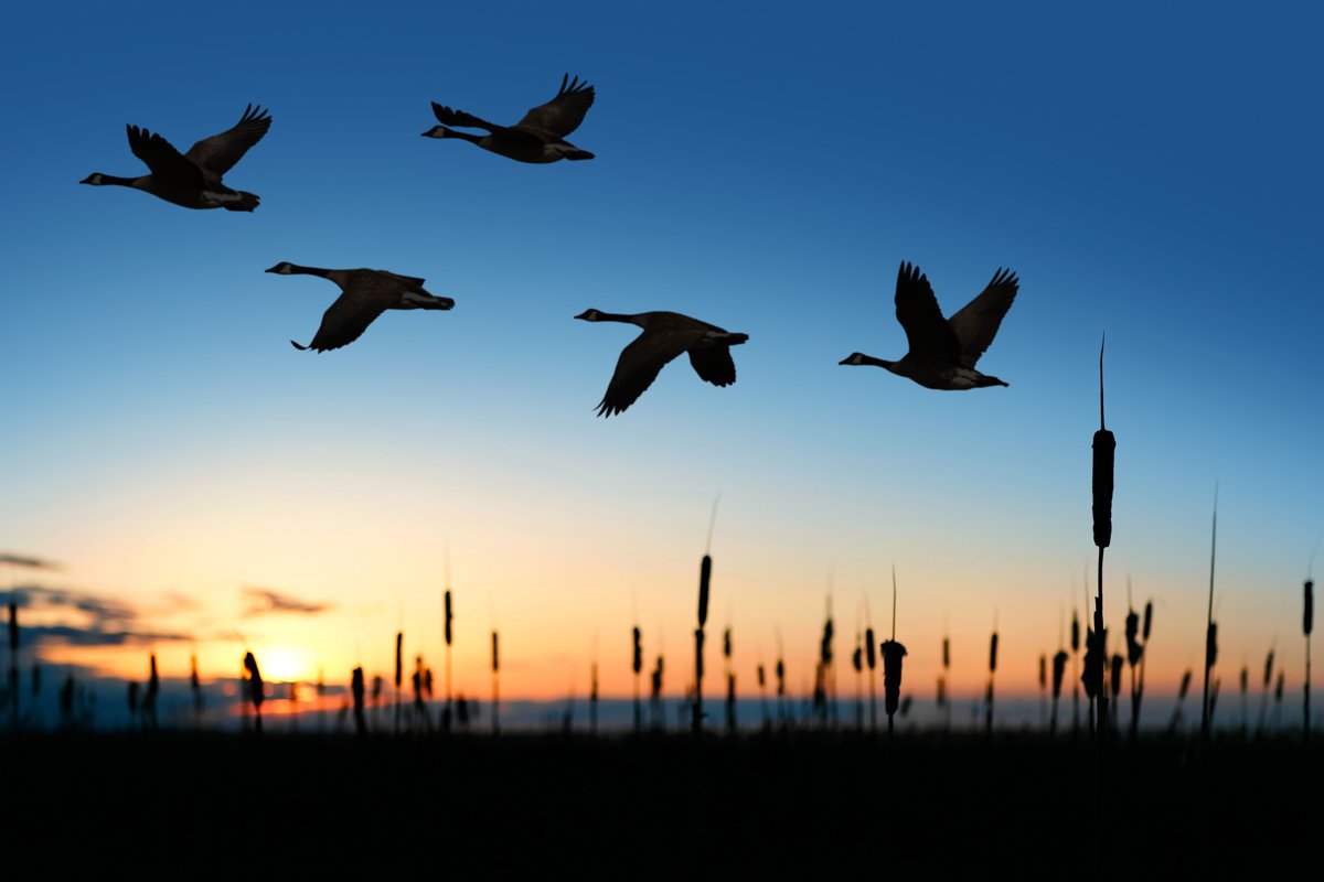 Want to understand why Norvado fiber-based broadband is the absolute best solution for consumers and businesses in rural Wisconsin? 
Check out our blog: norvado.com/news/why-fiber…
Get Norvado broadband: norvado.com/internet-2
#PriceCounty #BayfieldCounty #Northwoods