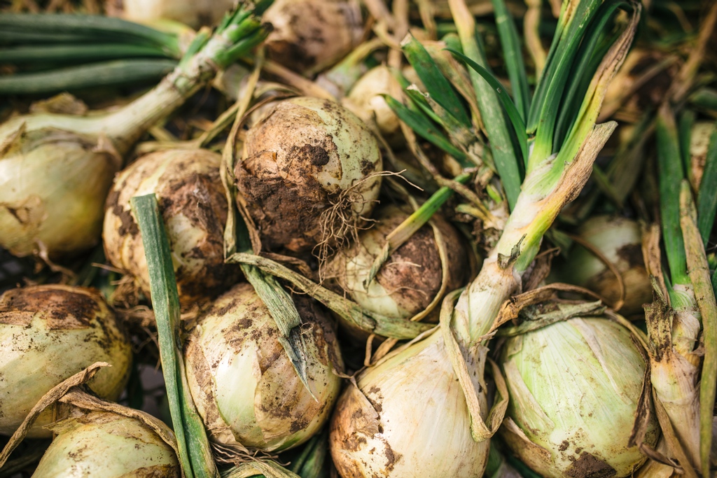 Today is the last day for Beverly Market. Come visit us in this afternoon in the Riverview Crossing parking lot on 118 ave and 34 st!