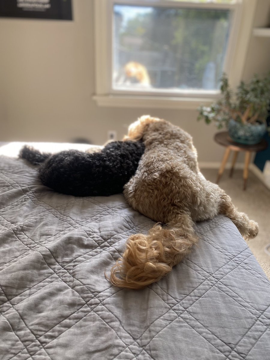 Obi-Wan Barker Long tweet media