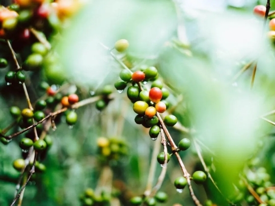 gourmeturbano's tweet image. #CEFE #MEXICO ☕ | ¿Bebes mucho café? Conoce 10 datos curiosos del esta bebida en México ift.tt/3a9pHsp

Planta de café / Unsplash.

¿No puedes despertar del todo sin una buena taza de café? Estoy rodeada de personas que adoran el café, incluso he visto que toman ca…