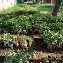 CollegeMkoba's tweet photo. As Mkoba Teachers College we are really excited about this initiative. We are involve in an almost similar project. We are working with students to produce fruit trees which donate to schools. This alone we have donated more than 1000 trees. We will be very happy work with you. https://t.co/TWBX3q10Jm