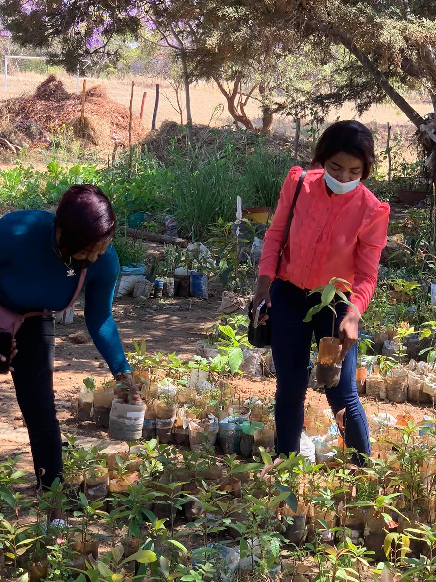 CollegeMkoba's tweet photo. As Mkoba Teachers College we are really excited about this initiative. We are involve in an almost similar project. We are working with students to produce fruit trees which donate to schools. This alone we have donated more than 1000 trees. We will be very happy work with you. https://t.co/TWBX3q10Jm