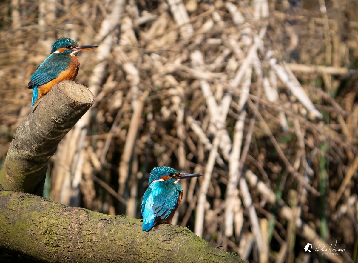 Just a pair of absolute stunners the #kingfisher #family #female and #male two for the price of one 📸
#bird #birds #TwitterNatureCommunity #colours #blues #orange #NatureForLife #wildlife #BBCCountryfileMagPOTD #photographer #passion #lincolnshire