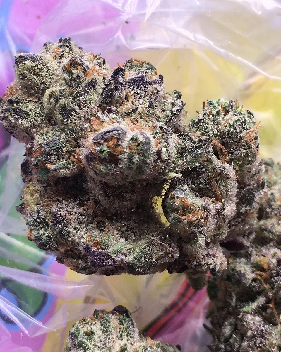 vintsweedy's tweet image. #ukcannabis #cannabis #cannabiscommunity #weed #uk #ukcannabiscommunity #hightimes #thc #ukweed #weedporn #cannabisculture #cbd #weedstagram #dank #durham #stoner #marijuana #life #ukcannabisclubs #terps #topshelf #cannabisuk #endthewarondrugs #prohibitionistheproblem