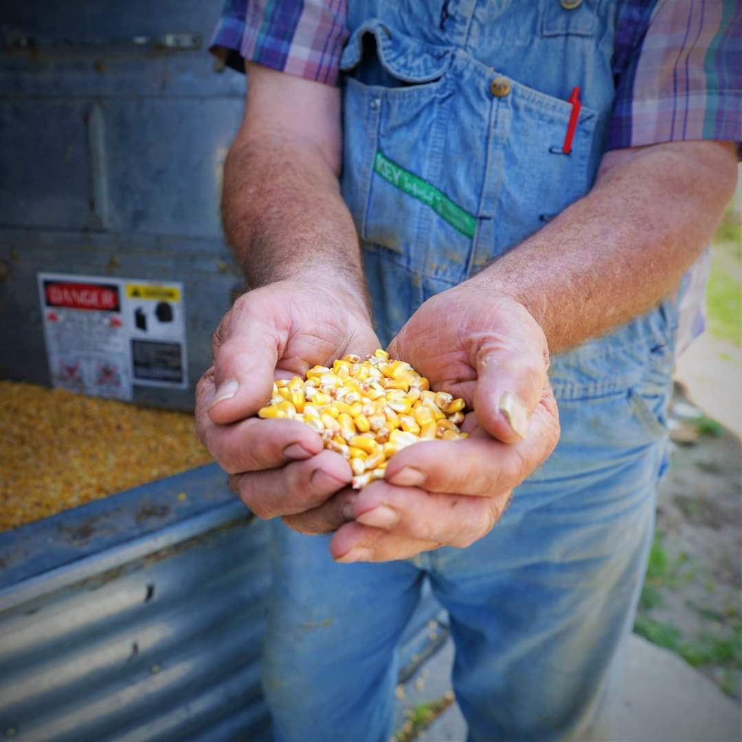ARDeptAg's tweet photo. Ears up! October is Arkansas Corn Month 🌽🌽🌽 #CornMonth #ARisAg "A Homegrown Win-Win: Tyson Foods sources corn close to home" ➡️ https://t.co/nuUdw1LOPl https://t.co/SCOrYBQNXe