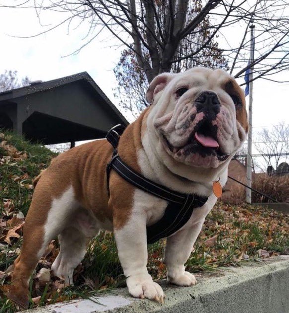 Phi Kappa Tau ΒΧ tweet media