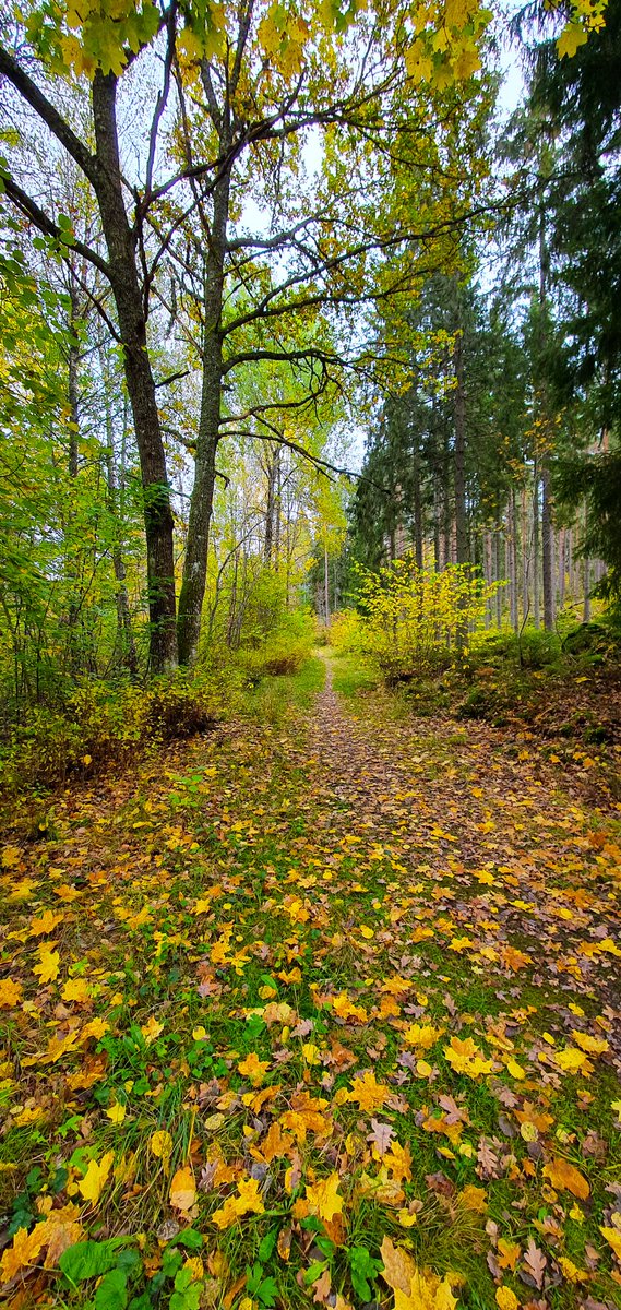 Collecting some positive energy 💪🏕 #forest #forestphotography #forestwalk #forestenergy #forestmagic #forestlife #forestlovers #nature #naturephotography #naturelover #naturewalk #autumn #autumnleaves #enjoythelittlethings #enjoythemoment @ Sweden instagram.com/p/CUqKAAqMWT9/…