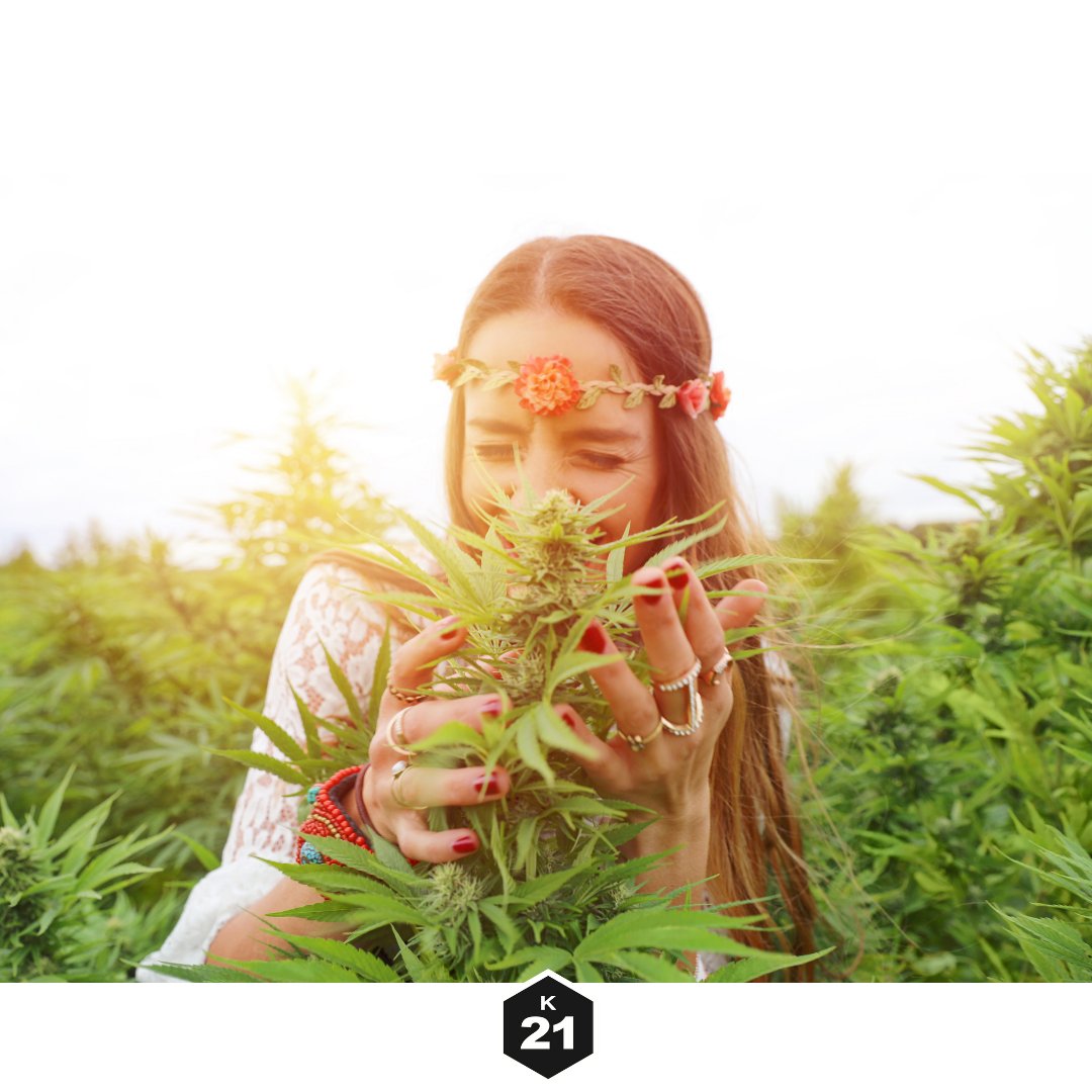 Kanna2120's tweet photo. All the benefits of CBD begin with the Cannabis plant! Share the love!

#kanna21 #cbd #cbdoil #cbdhealth #cbdproducts #cbdlife #cbdheals #cannabidiol #cbdbenefits #cbdflowers  #cbdshop #cannabinoids  #cbdhempoil #cbdstore #cbdcartridge #cbdpets #cbdtopicals #cbdwholesale https://t.co/zEs6SIFkFB