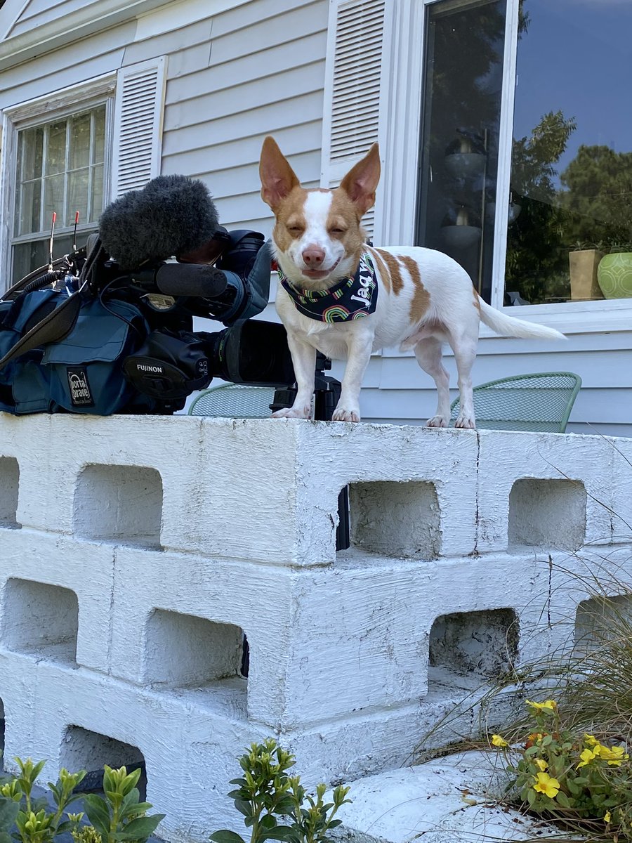 BarkyBo's tweet photo. Jaqweenie is going to be on @ABC11_WTVD today at 4:30 discussing his harrowing battle with the "papercut" &amp; how to tell if your dog is in pain! Check it out! You can watch the livestream from their website 

#dogsoftwitter #news #NewsUpdates #dogs https://t.co/z7n4KHQZ8B