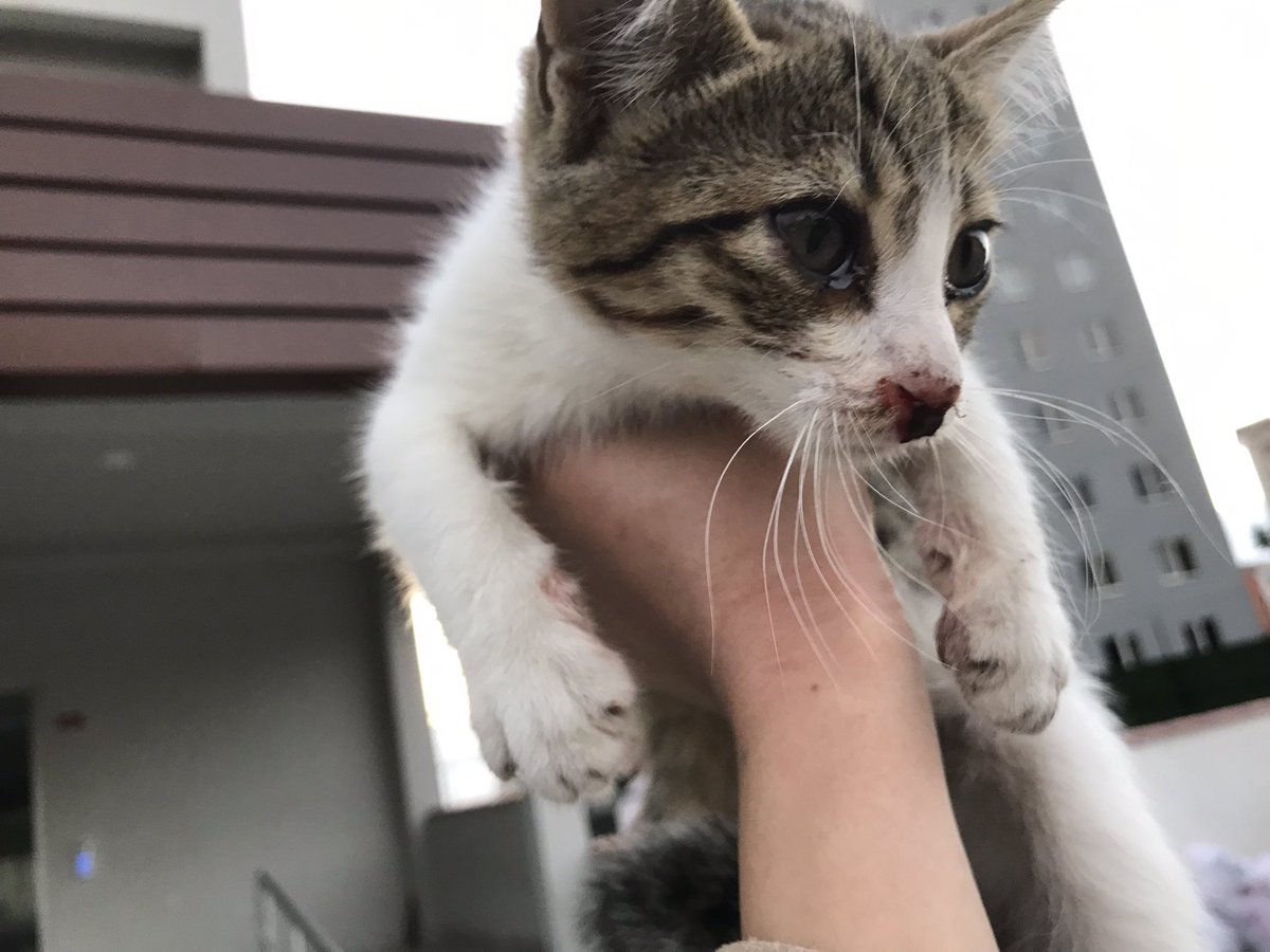 Erkek kediler onu ve kardeşini boğmaya çalışmış. Bir kaç günlük tedavisi var. Sonra yine sokağa dönecek. Anneleri yok… Şekle, şemale, yaşa , cinsiyete takılmayıp can sahiplenecek birileri yok mu? İstanbul içi her yere getiririm.
