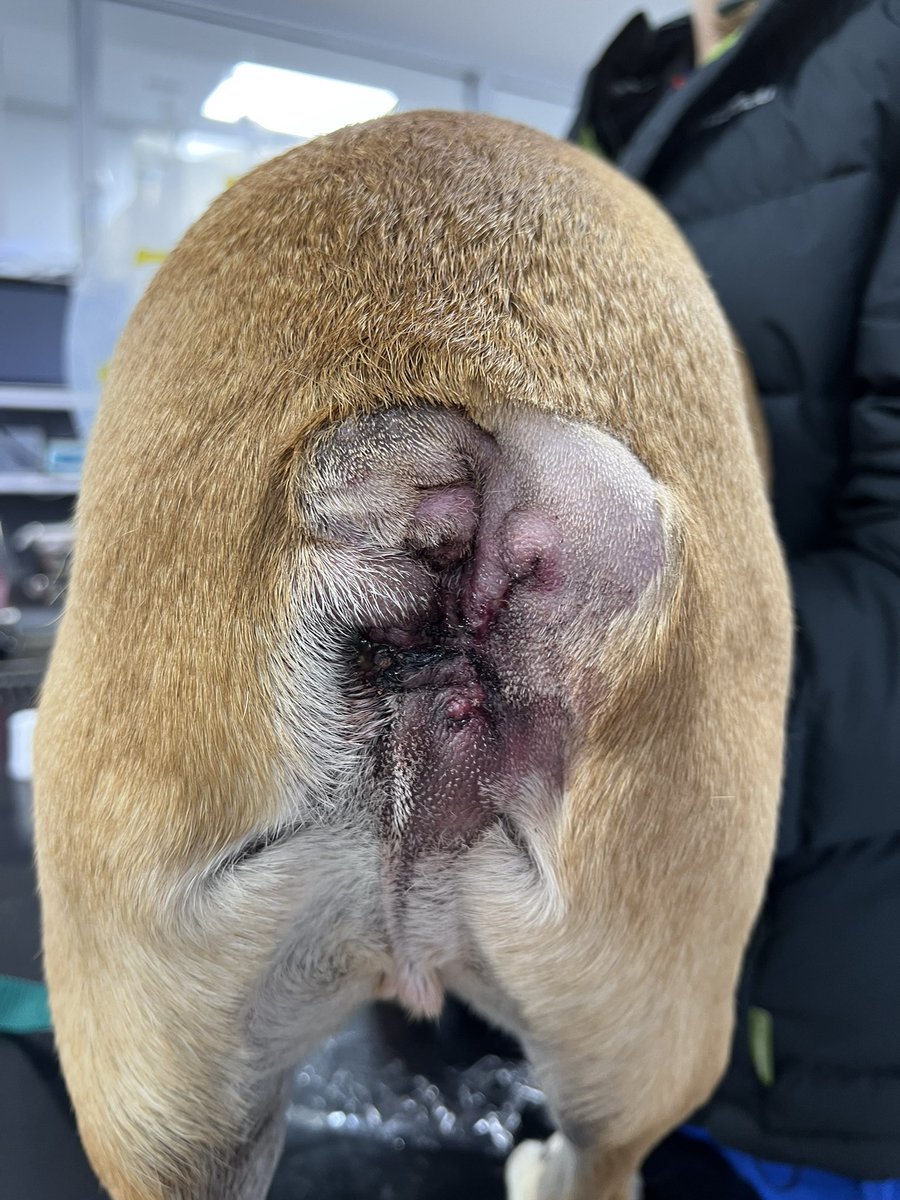 introvertedvett's tweet image. Find the butthole #veterinarymedicine #couldntgetpastthephysicalexam