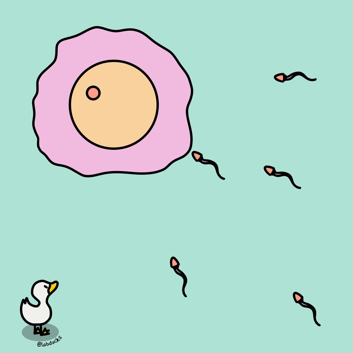 labducks tweet media