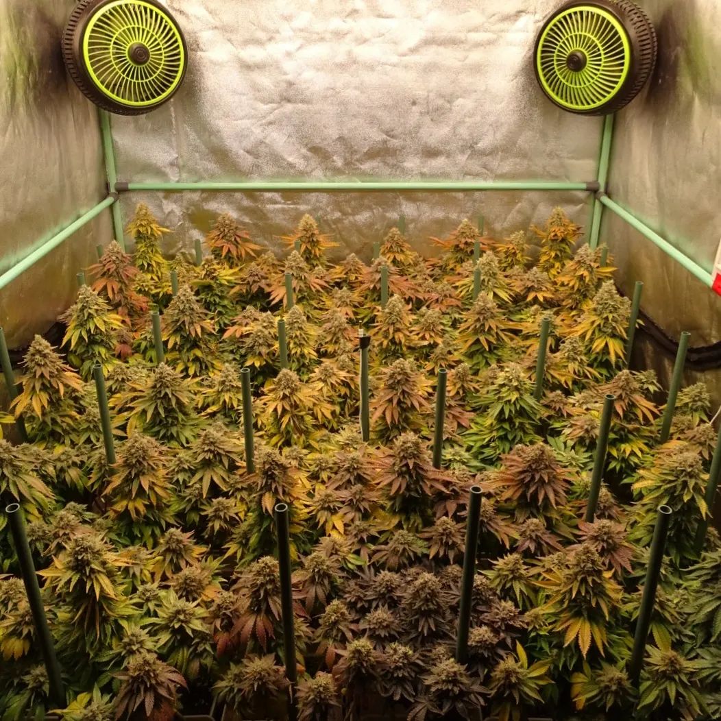spliffseeds's tweet image. Day 68 since the 12/12 change of the 36 Purple Berry Kush girls in 5.8-liter pots, 120x120 space ... They were fed with @groteknutrients and illuminated with #quantumboards ... 
📸:@leonweed10
🌷:#purpleberrykush
👩🌾:#spliffseeds
🌍:tinyurl.com/3498tkdt
