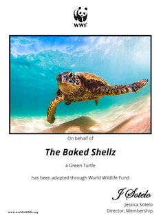 Uncle_Heff's tweet photo. If you haven't heard of @BakedShellzNFT, go check out their twitter page & discord https://t.co/BbltavJZa1.
This is an example of things to come & how this project is going to positively influence not only a community but multiple species of sea turtles!!!π’
#BakedShellz #NFT https://t.co/qoxuloZUtY