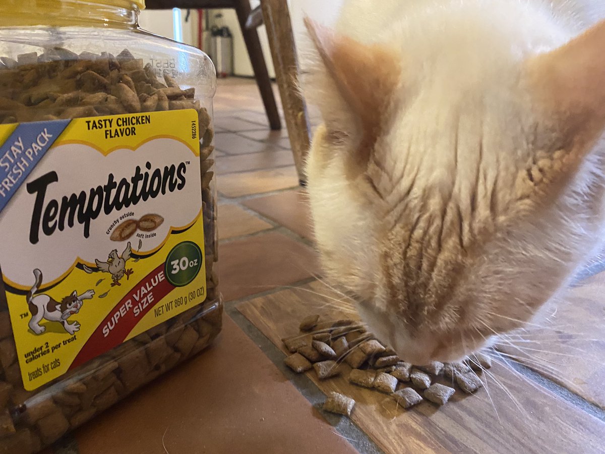 MelindaHoward4's tweet photo. That should be enough kitty treats to keep him happy ๐ #Castro #ContentKitty #ImForgiven @TemptationsCats https://t.co/0ZzjF0087Q