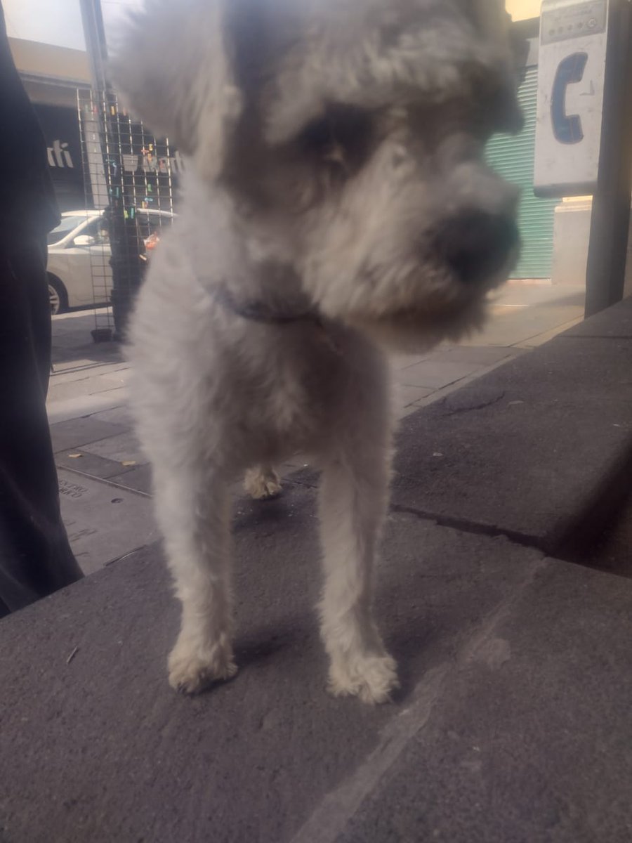diana_dfc's tweet photo. Me ayudan con un RT? Urge encontrar a su familia, encontrado en col agrícola oriental @MascotasSismo @lrvelasco @EsEstra @YesicaBarSa @VeroRluna @PaolaFrida @_PatriciaAnaya @VeroRluna @perrososmx @acano52 @PerdiDogsCDMX @PrrosPerdidosMX @JerrxG13 @lawera33 @norahdi66 https://t.co/UwqT8gVsem