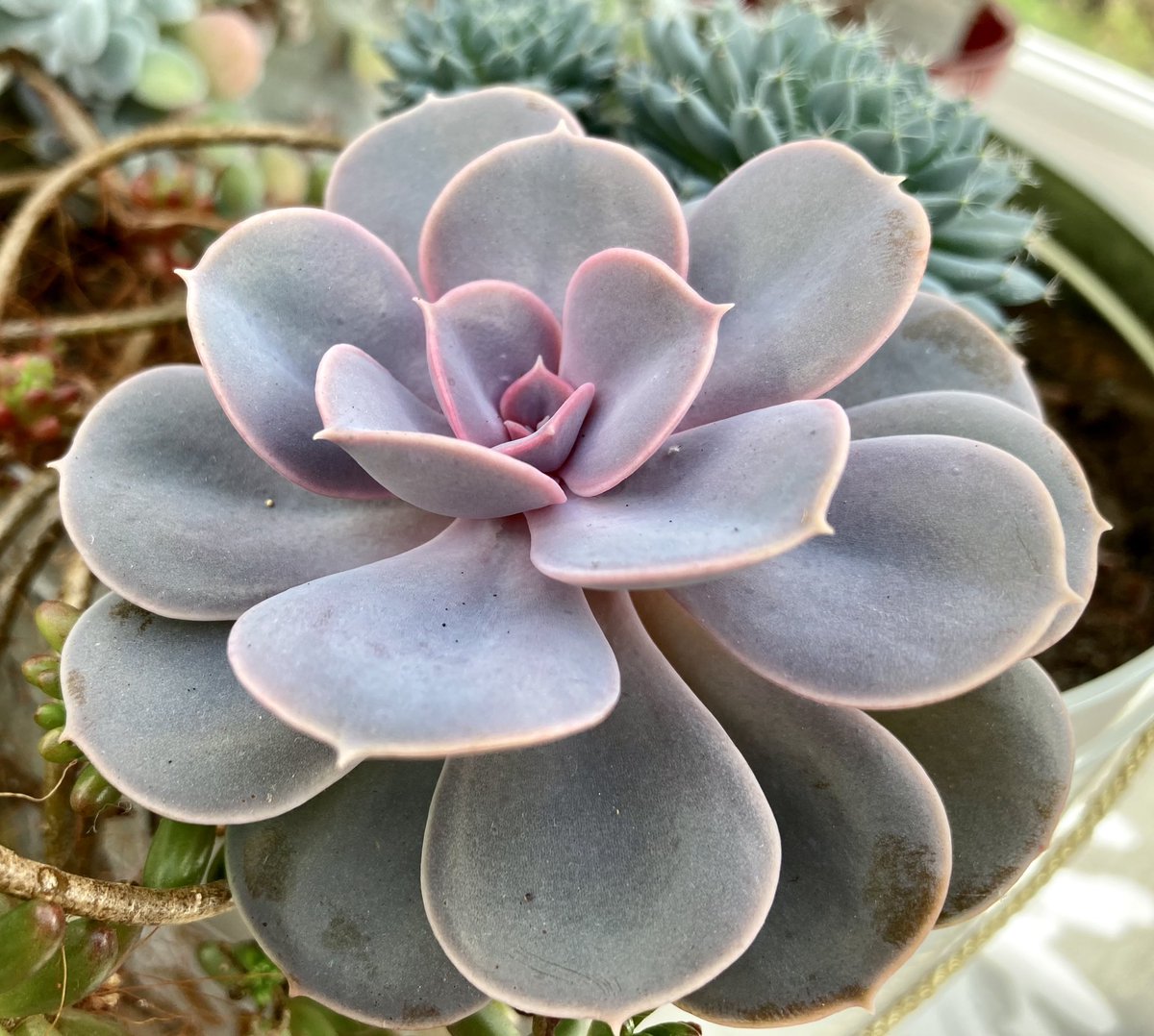 NoniSturge's tweet photo. Succulents enjoying the sun today🪴 #HouseplantHour https://t.co/jfC7xbTFz6