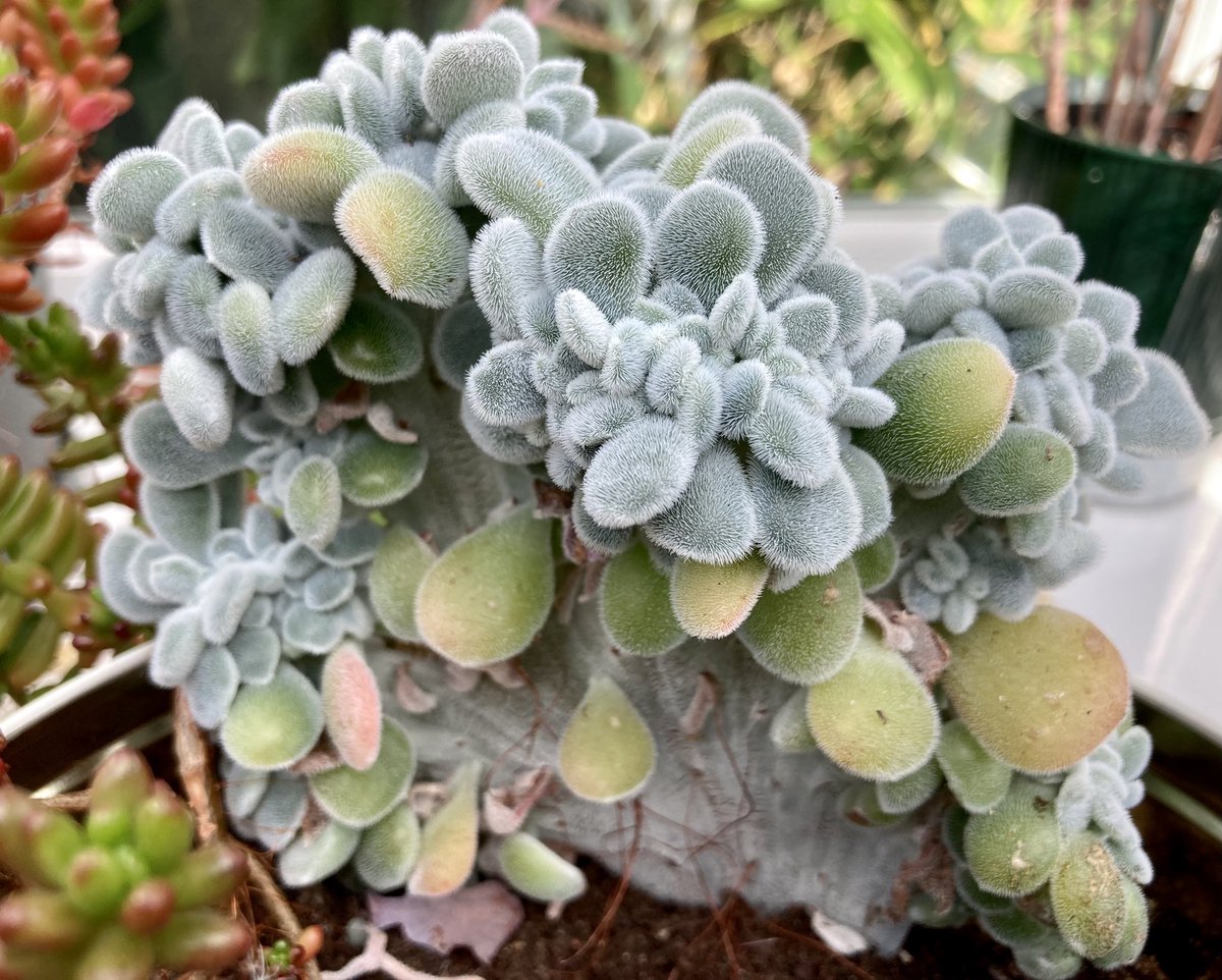 NoniSturge's tweet photo. Succulents enjoying the sun today🪴 #HouseplantHour https://t.co/jfC7xbTFz6