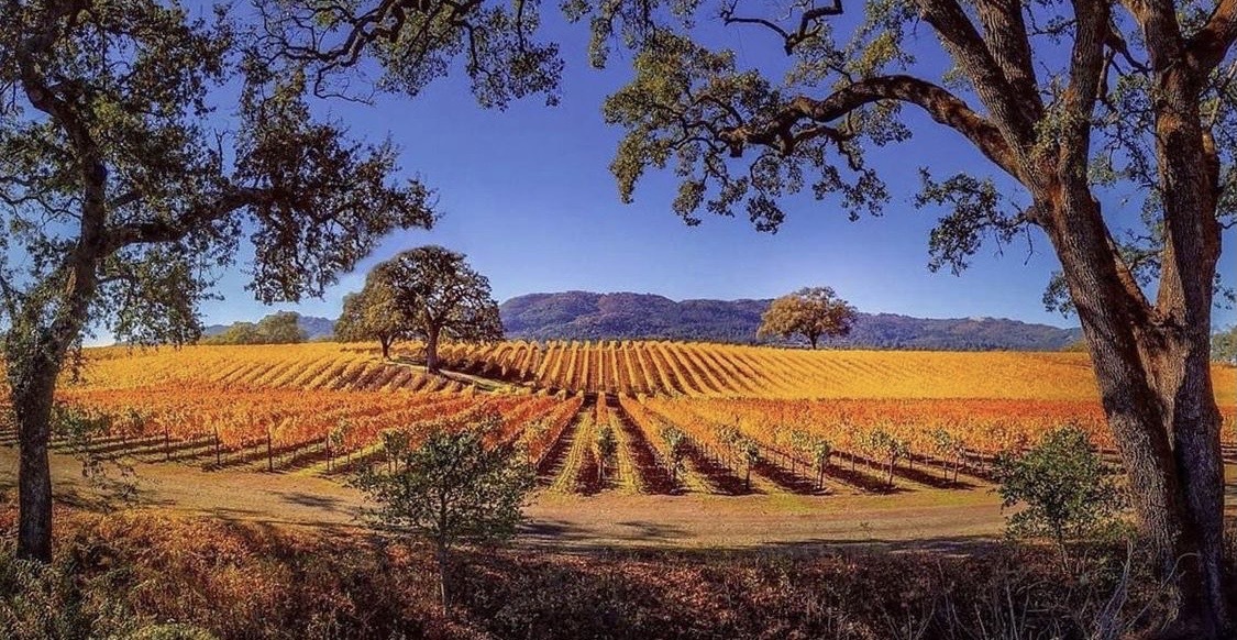 B.R. Cohn Winery tweet media