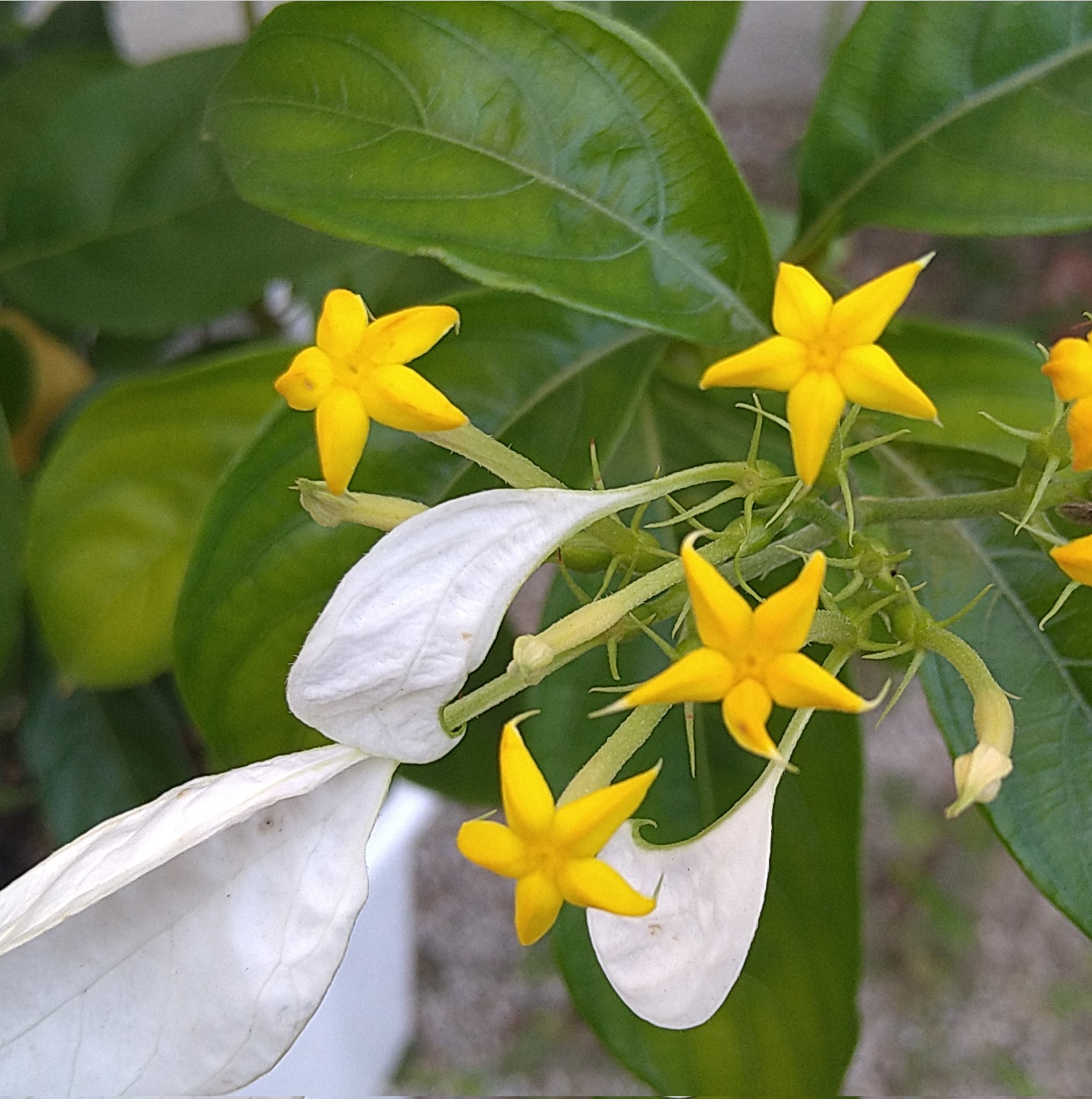 تويتر ミルロン على تويتر 花好き 花 コンロンカ 黄色の星型が花なのか 白いのは花びらなのか 見た目は不思議な花ですがきれいです 色も明るい T Co Ho3t2xtgn2