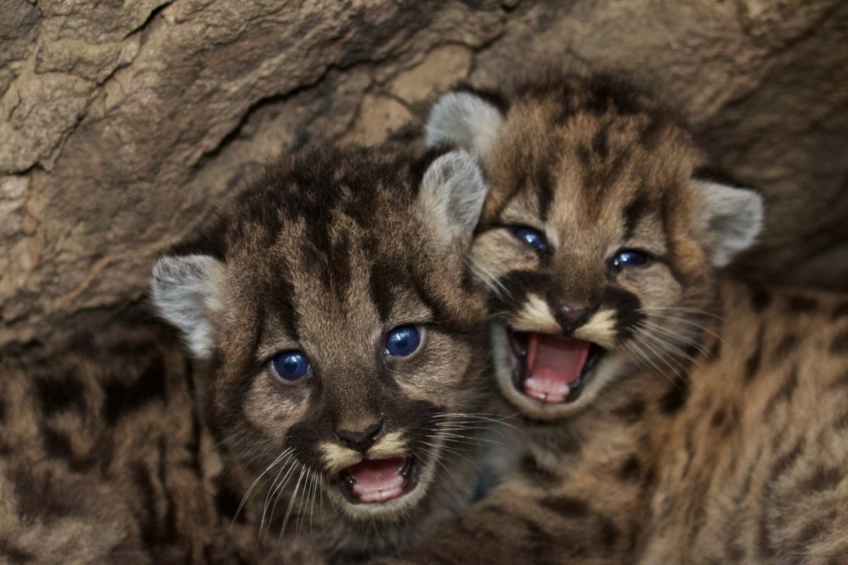 CANaturalist's tweet photo. Our #CalNat and #UCClimateStewards website appears to be back up now, but we're still experiencing issues with our volunteer portal. We apologize and hope to be running smoothly soon. In the meantime here are some mountain lion kittens thanks to @NatlParkService. https://t.co/Y2XH5Bj2W5